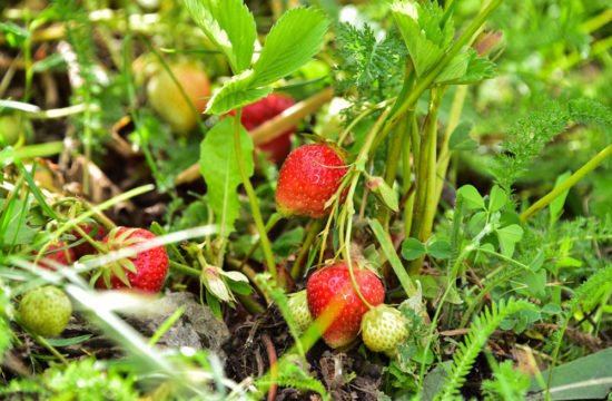 sentiero-dei-frutti-di-bosco-15